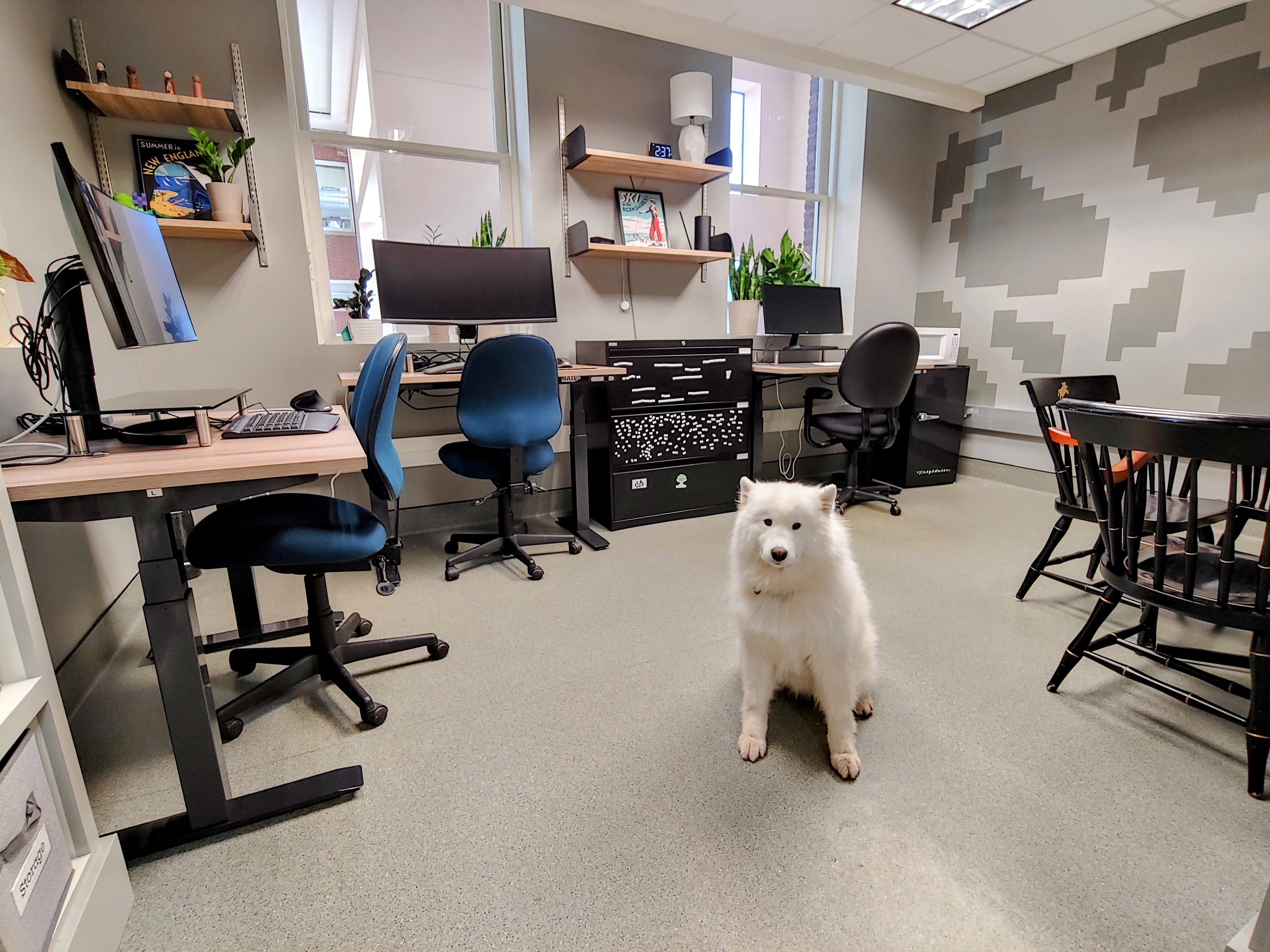 Photo of a gray-cow computer lab with adjustable height desks ultra wide monitors and a dog