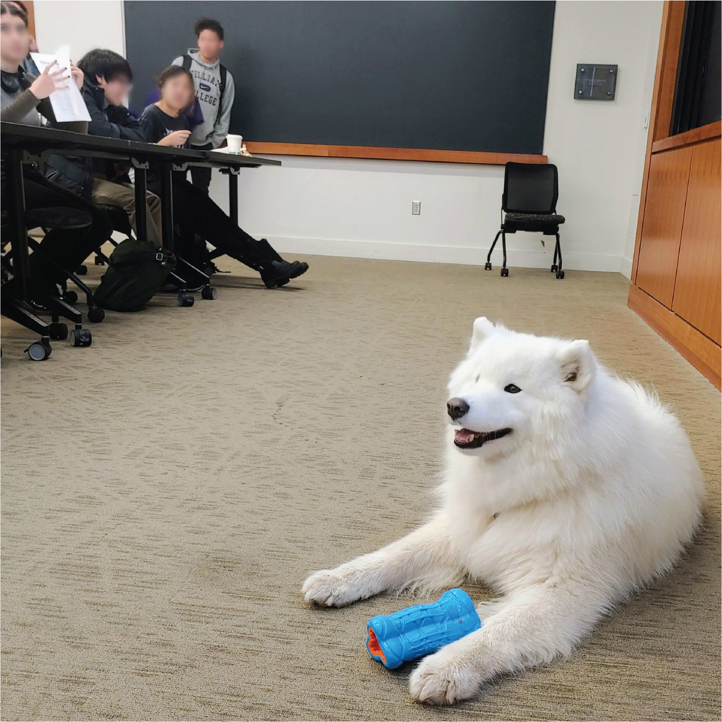 A fluffy white dog sits in a classroom.